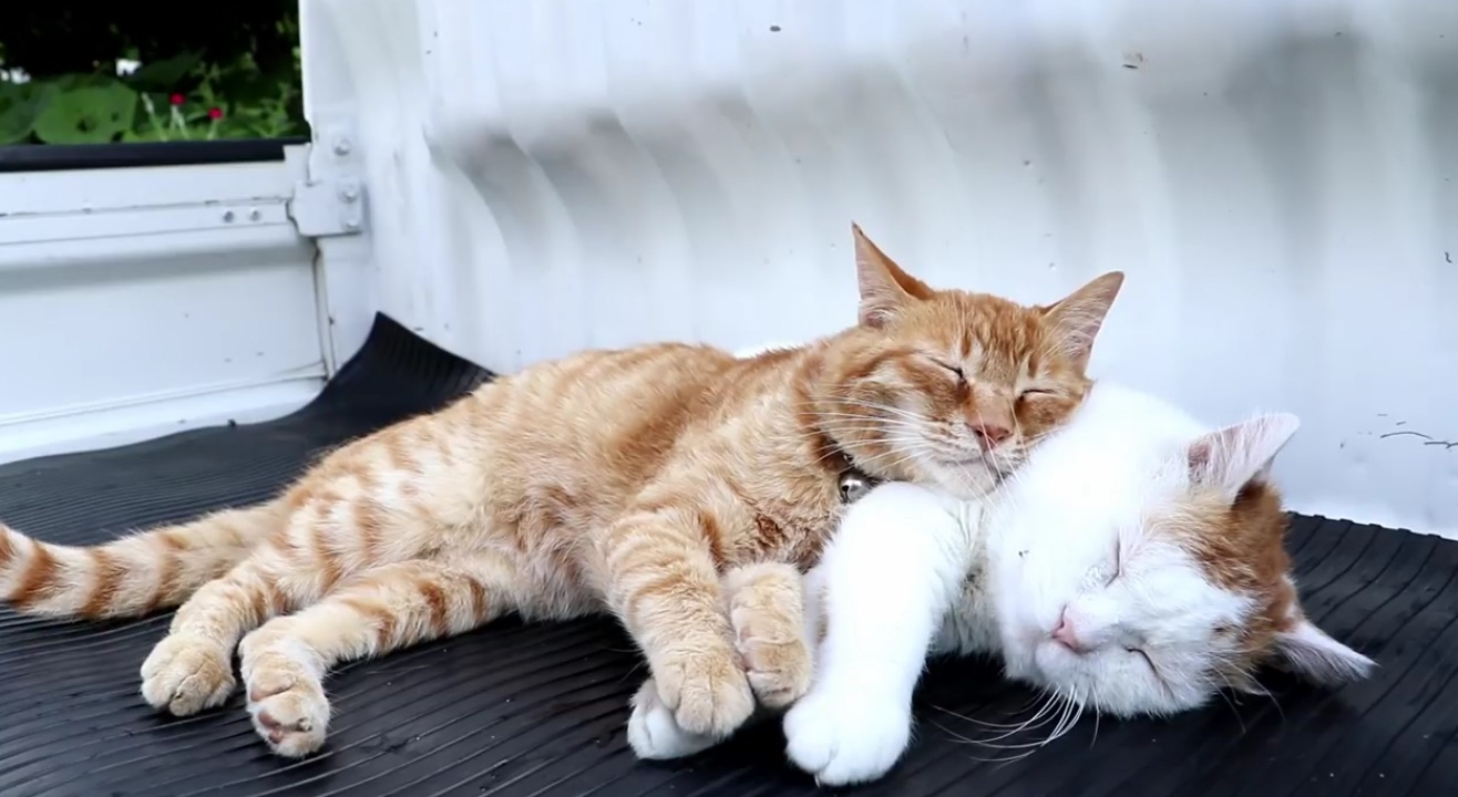 Shiro And Tora Cuddling