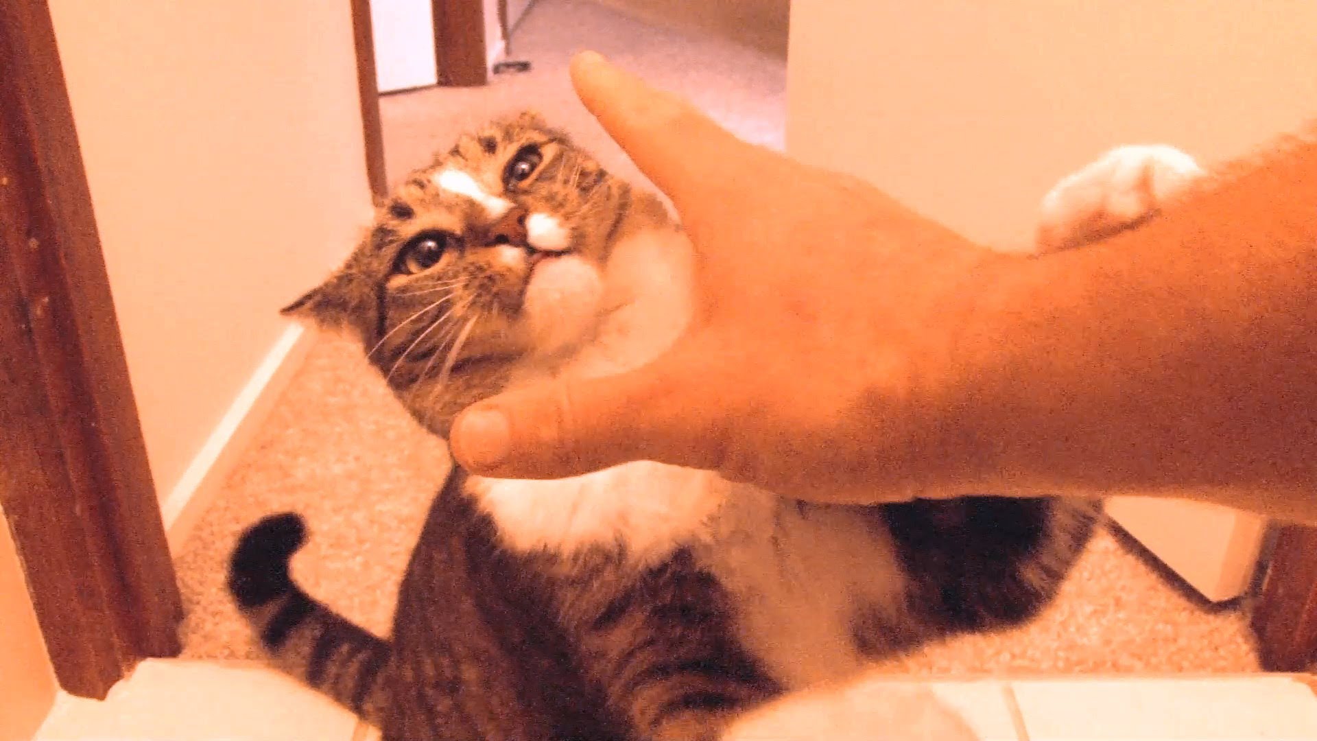 Kitty goes for the hand
