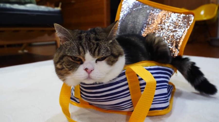 Maru And His Cool Bag
