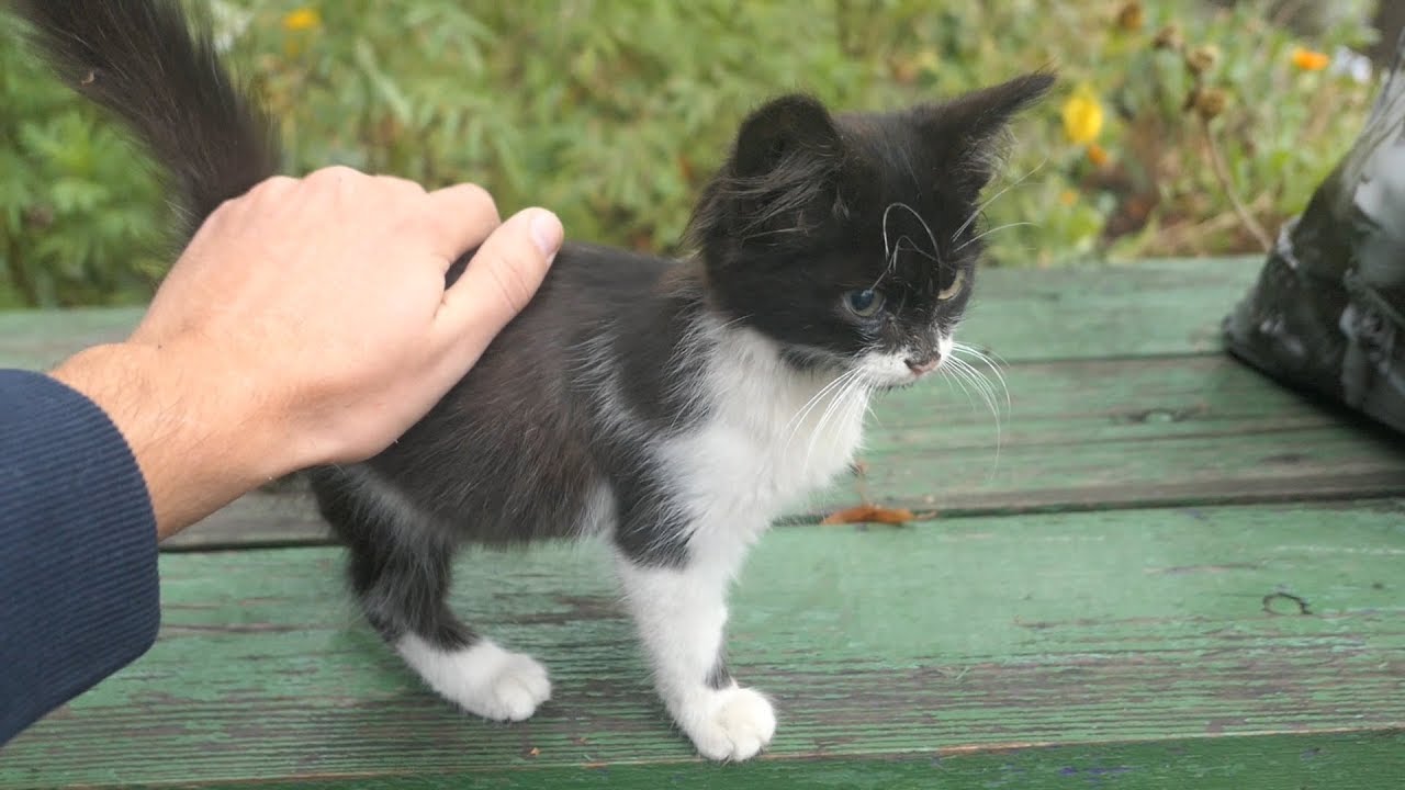 Some food and love for a little kitten from the streets