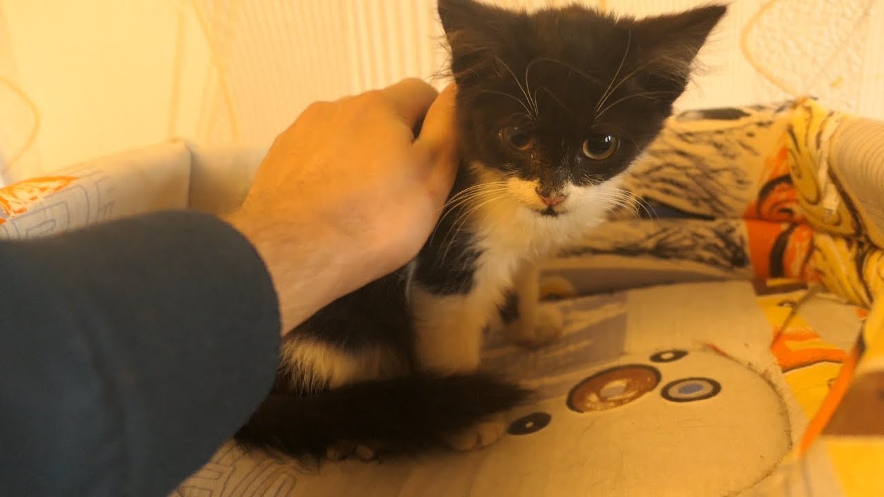 Taking a kitten from the streets home