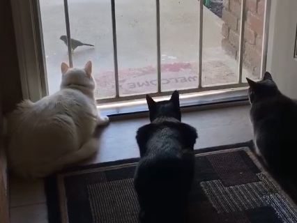 Dog scares cats