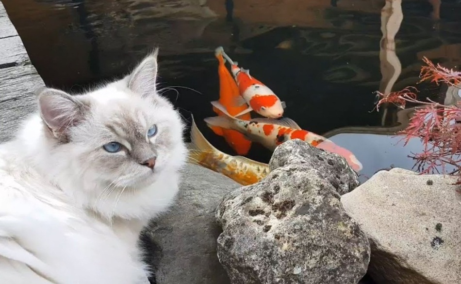 Ragdoll Cats By The Pond