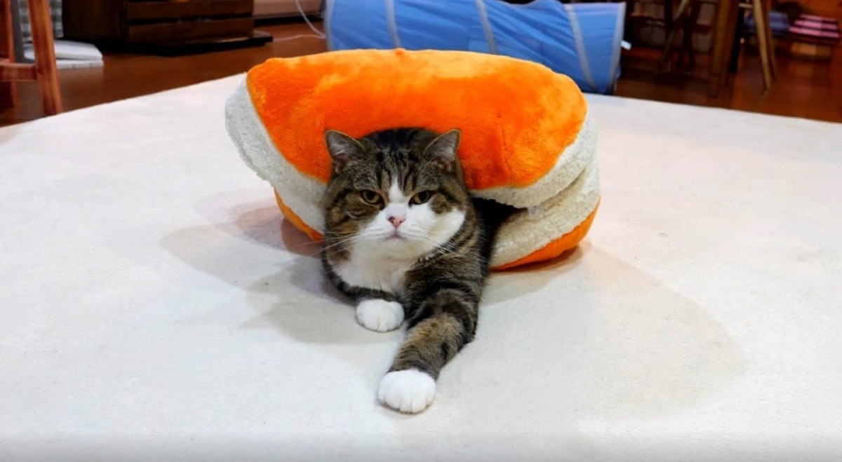 Maru Relaxing In His Weird Bed