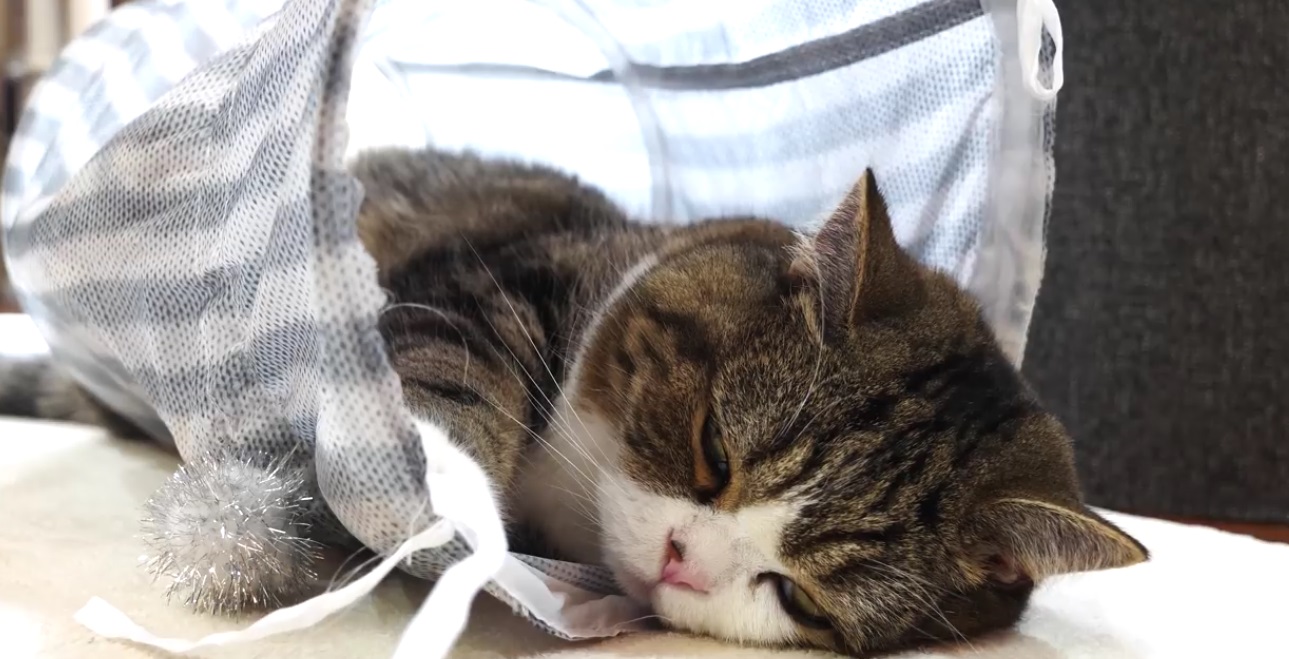 Maru Plays And Gets Sleepy