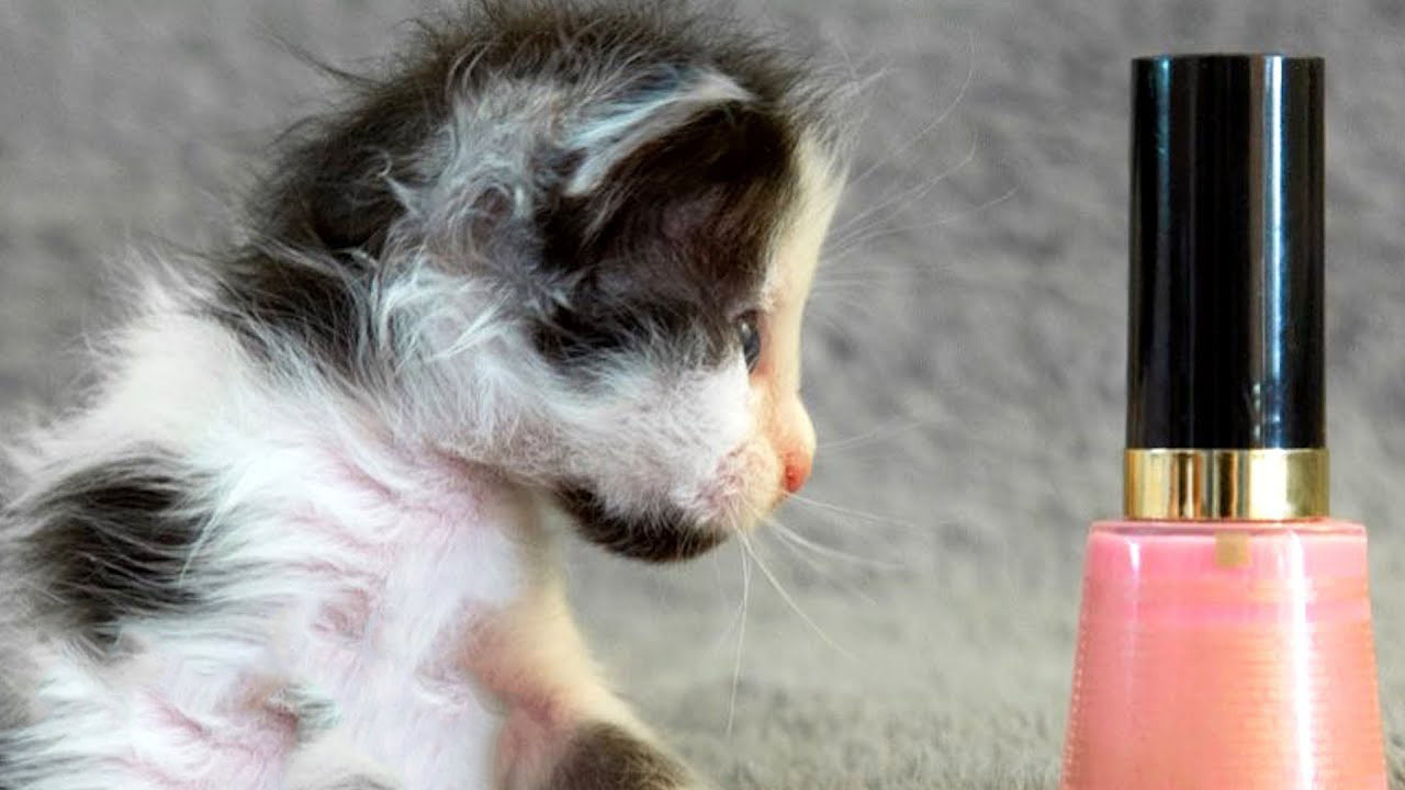 Meet The Micro-Mini Kitten - THUMBELINA
