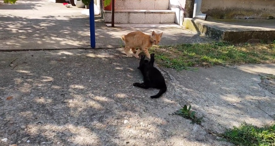 Kittens Wrestling In The Garden