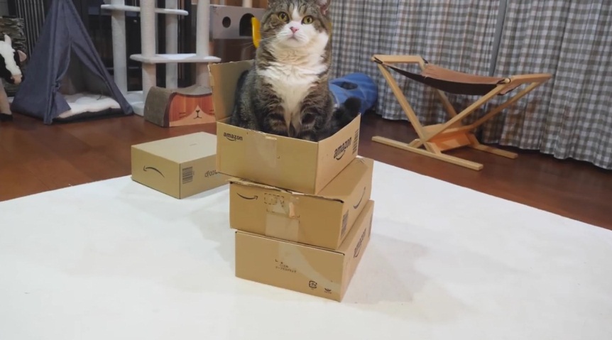 Maru Plays With Stacked Boxes