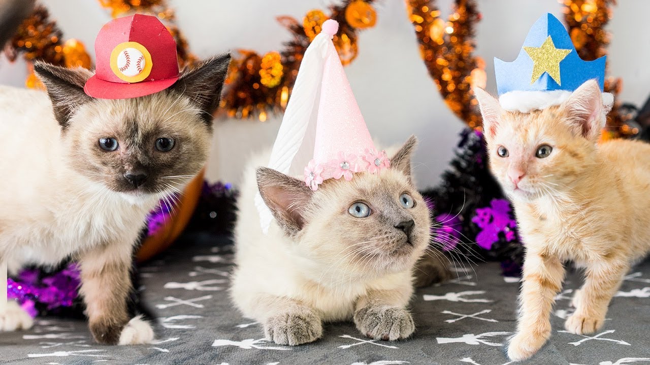 How to make Halloween hats for kittens