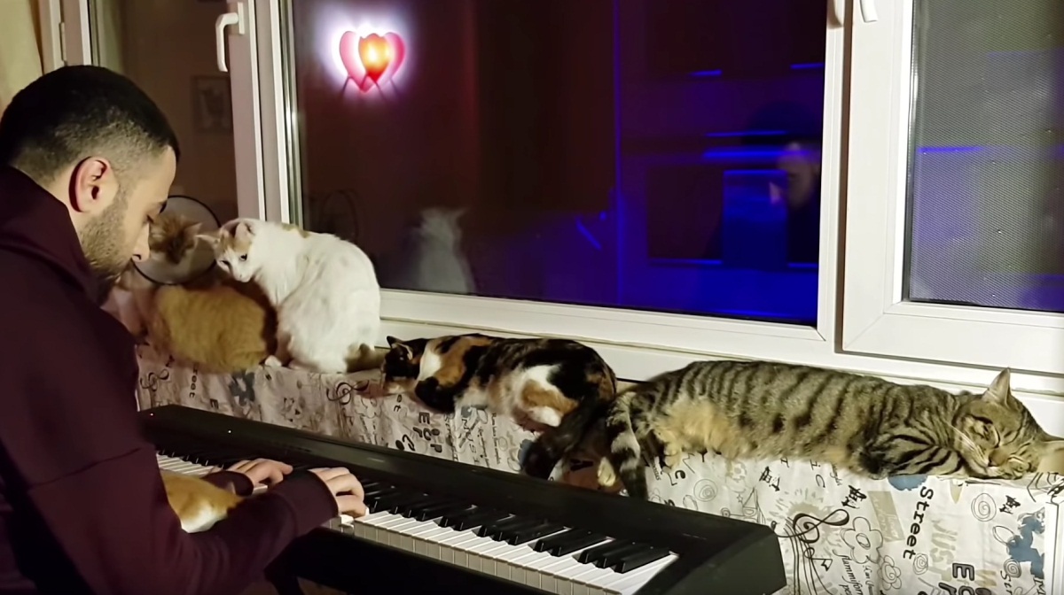 The Purrfect Audience