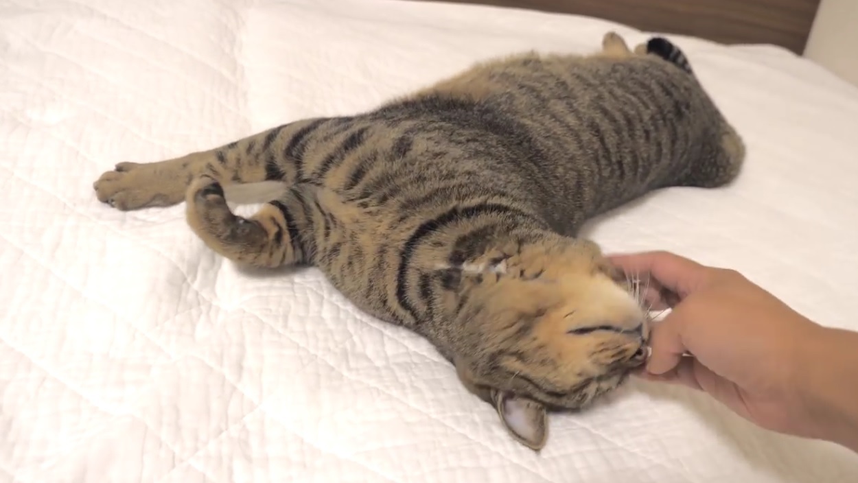 Maru And Hana Enjoy The Fresh Covers