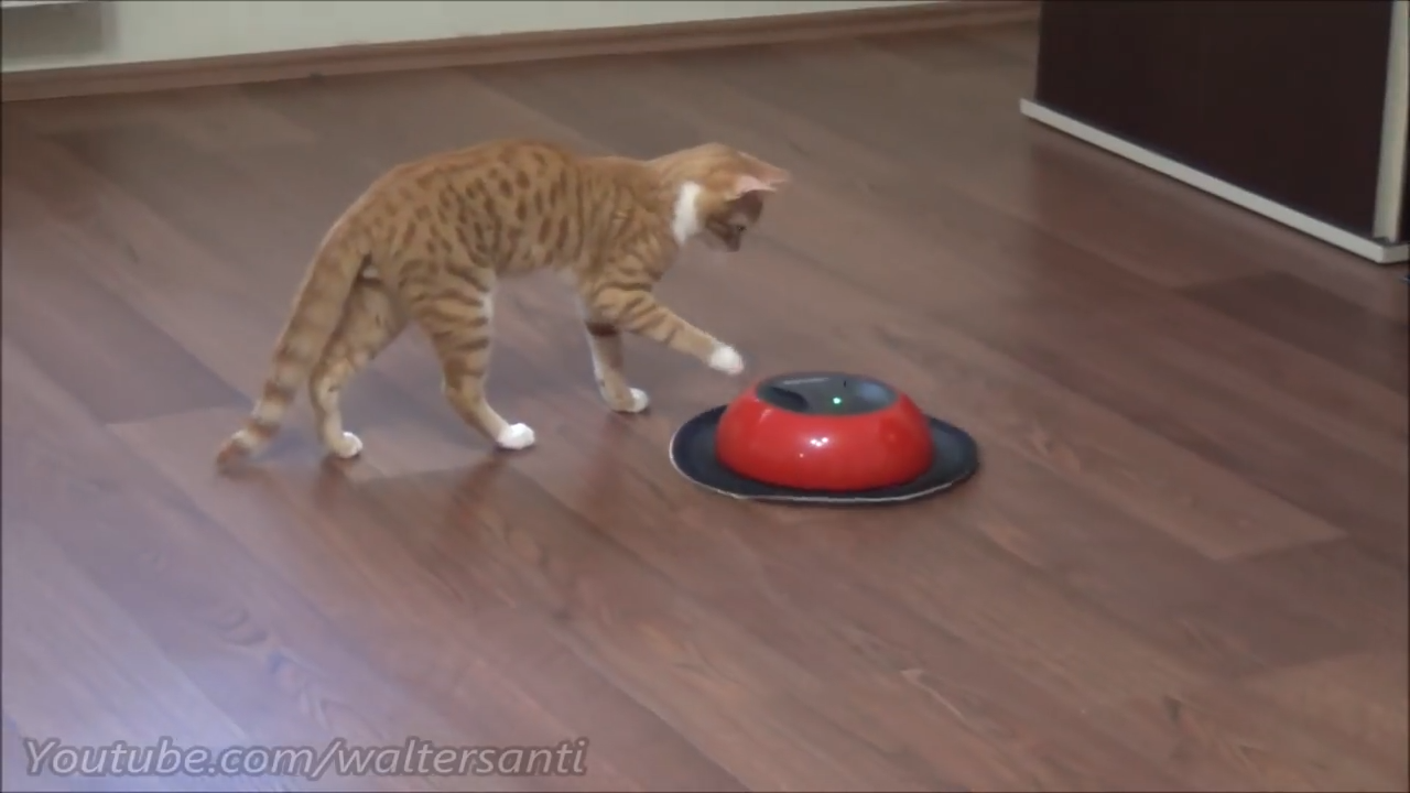 Brave kitten fights the cleaning robot
