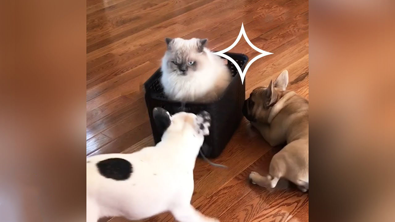 Royal Meowjesty entertained by two slave dogs