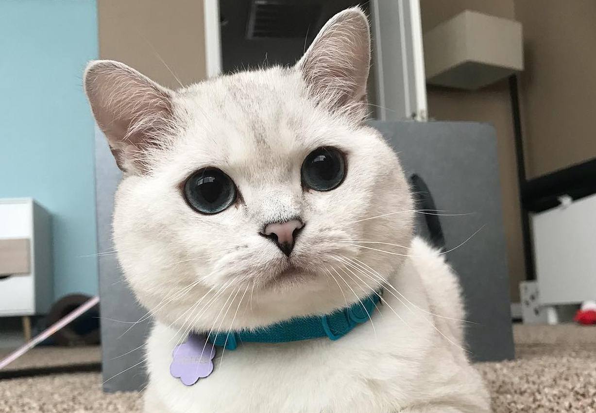 Meet COFFEE - The cat with eyes like galaxies and a pink little nose