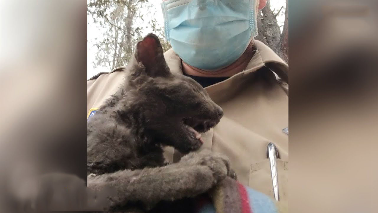 The amazing story of Vulcan, the kitten that survived a wildfire