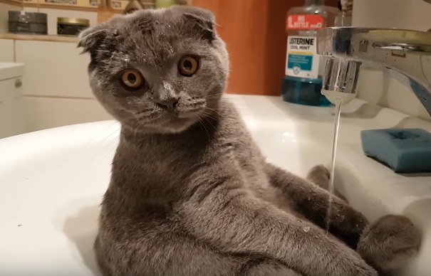 Cute Cat In The Sink