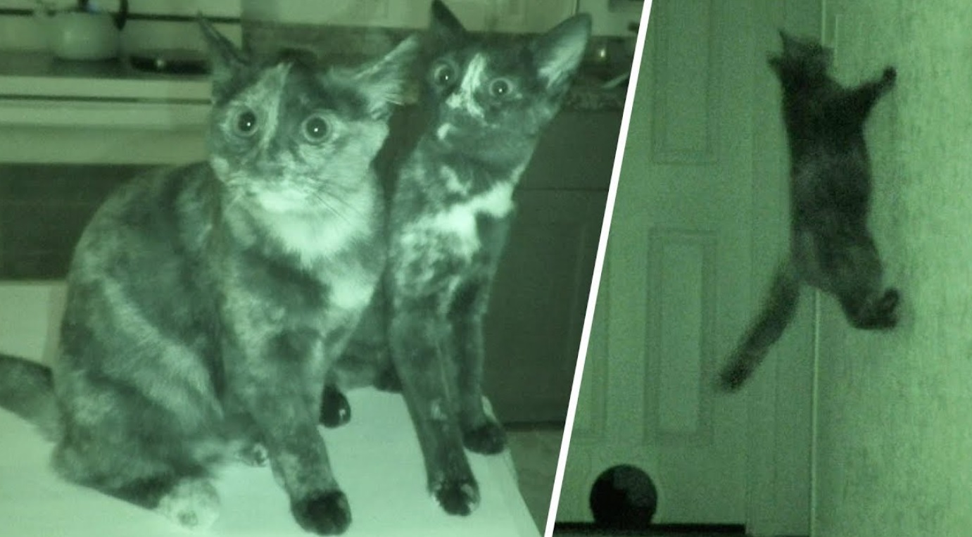 Cats During Night Time