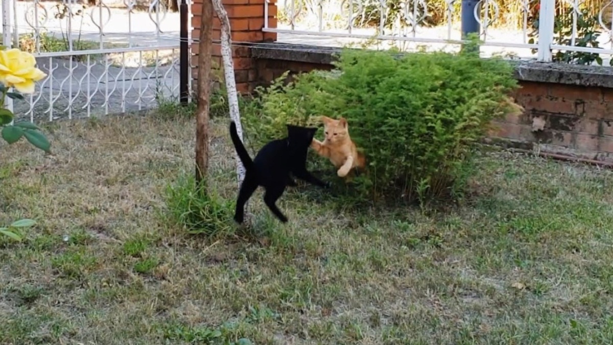 Playful Kittens In The Garden