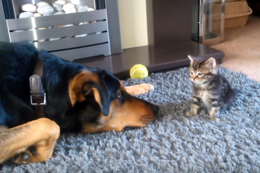 Small Kitten Meets Big Dog