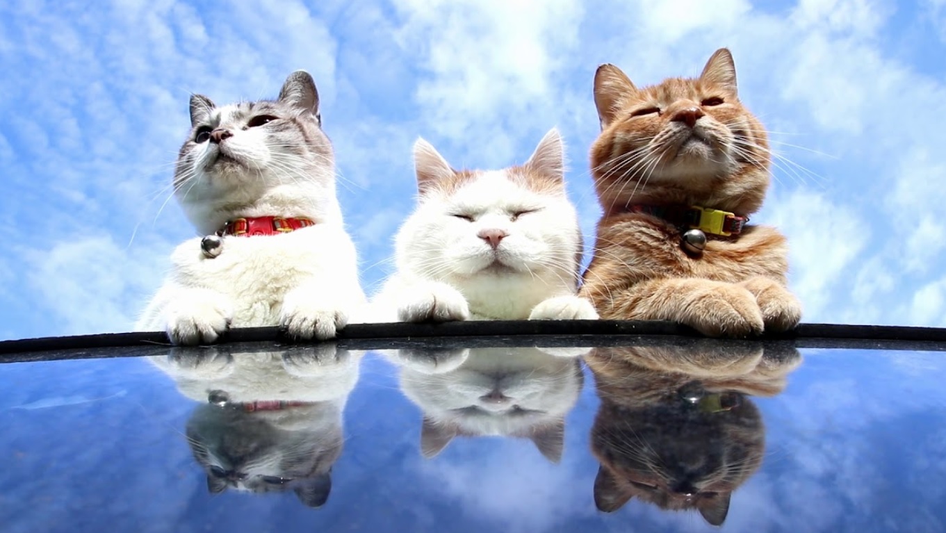 Cats And Wonderful Blue Sky