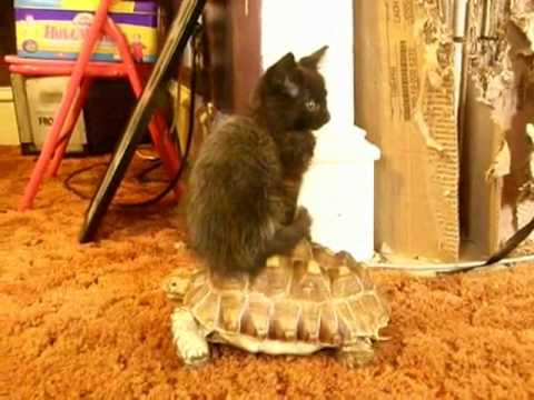 Kitten Riding Tortois
