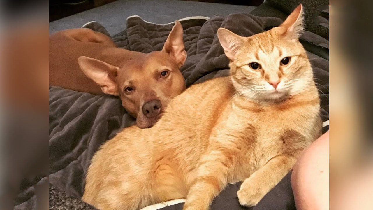 A cat and a dog - The wrestler brothers