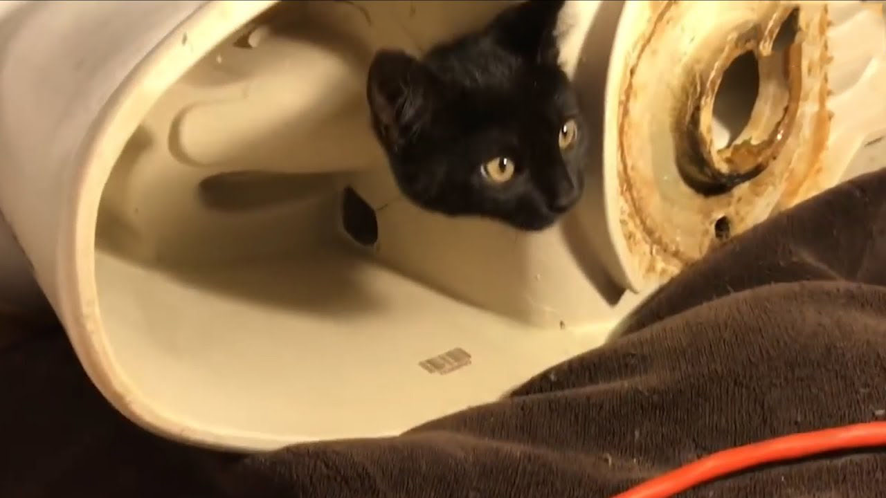 Kitten got his head stuck in a toilet