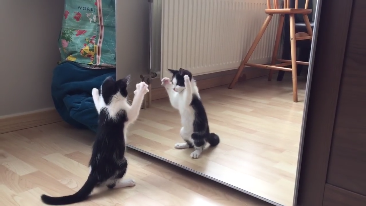 Kitten Vs Mirror