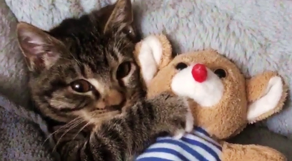 Cute Cat Only Sleeps With Her Toy