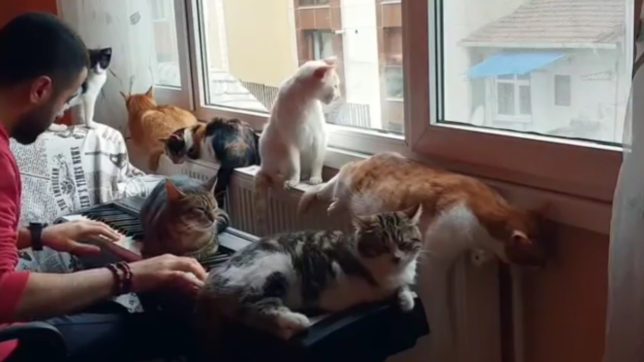 Playing The Piano For His Cats