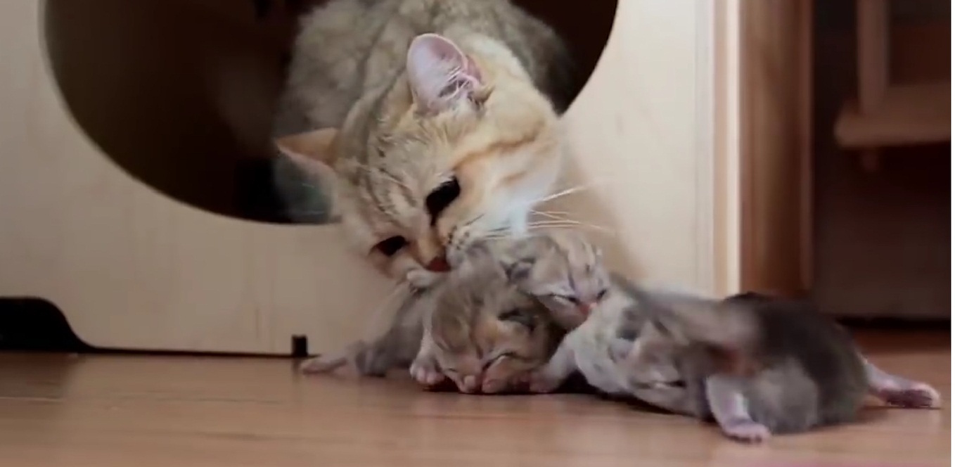 Mom Cats Looking After The Kittens Compilation
