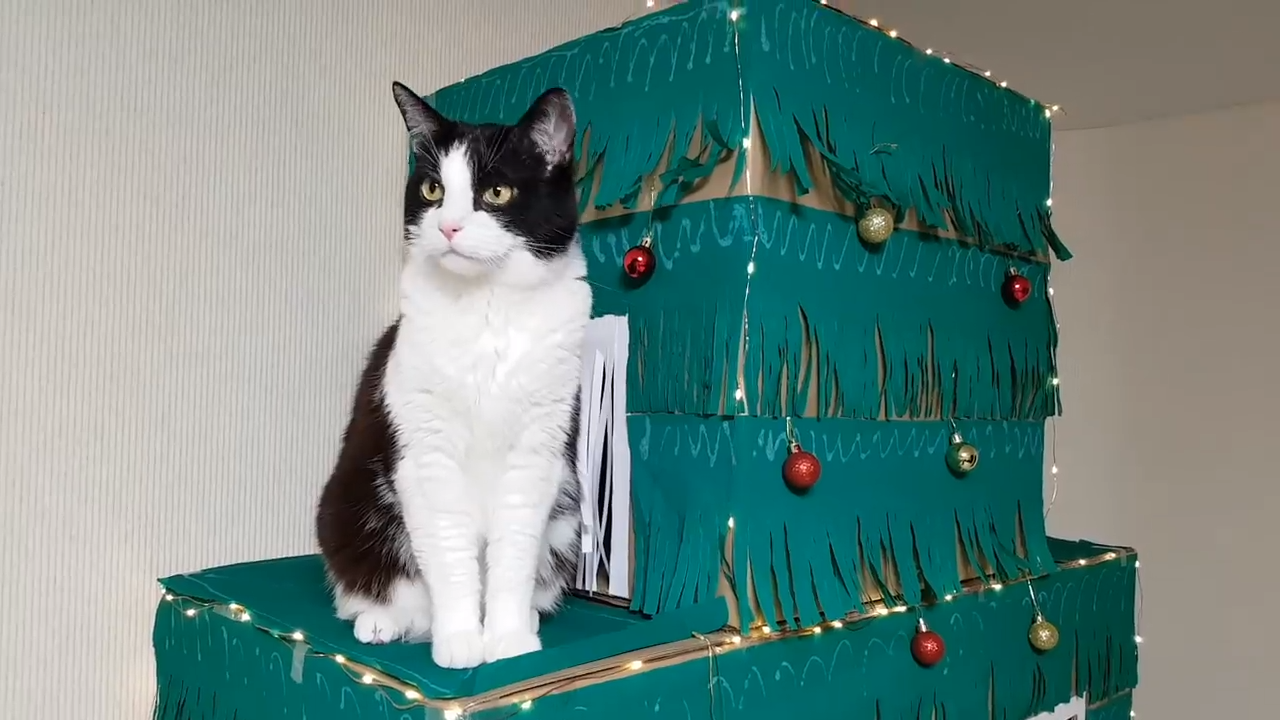 A special Christmas tree maze for cats made from boxes