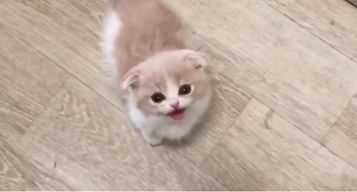 This Munchkin Kitten Is Too Cute
