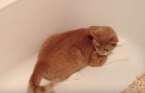 Cat chases tail in bathtub