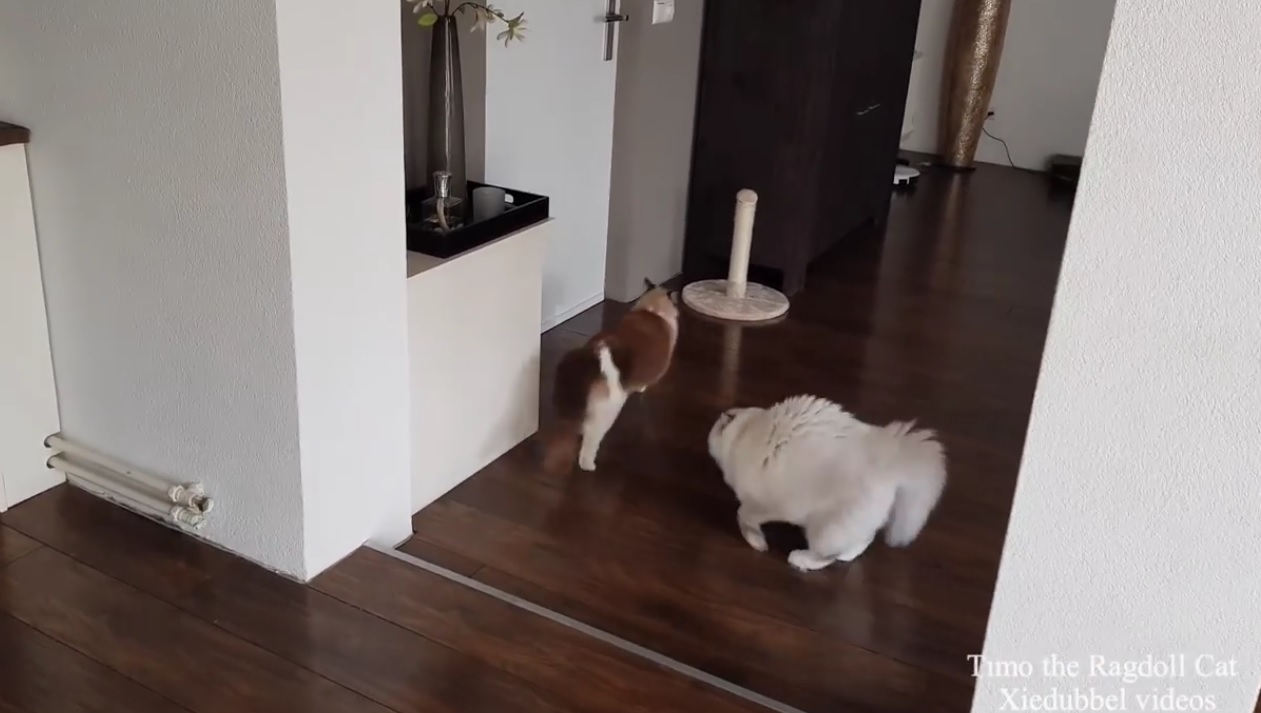 Toby The Ragdoll Is Feeling Playful