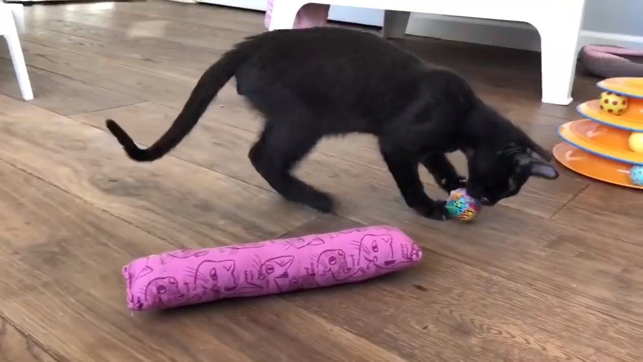 DIY Cat Toys That You Can Make At Home