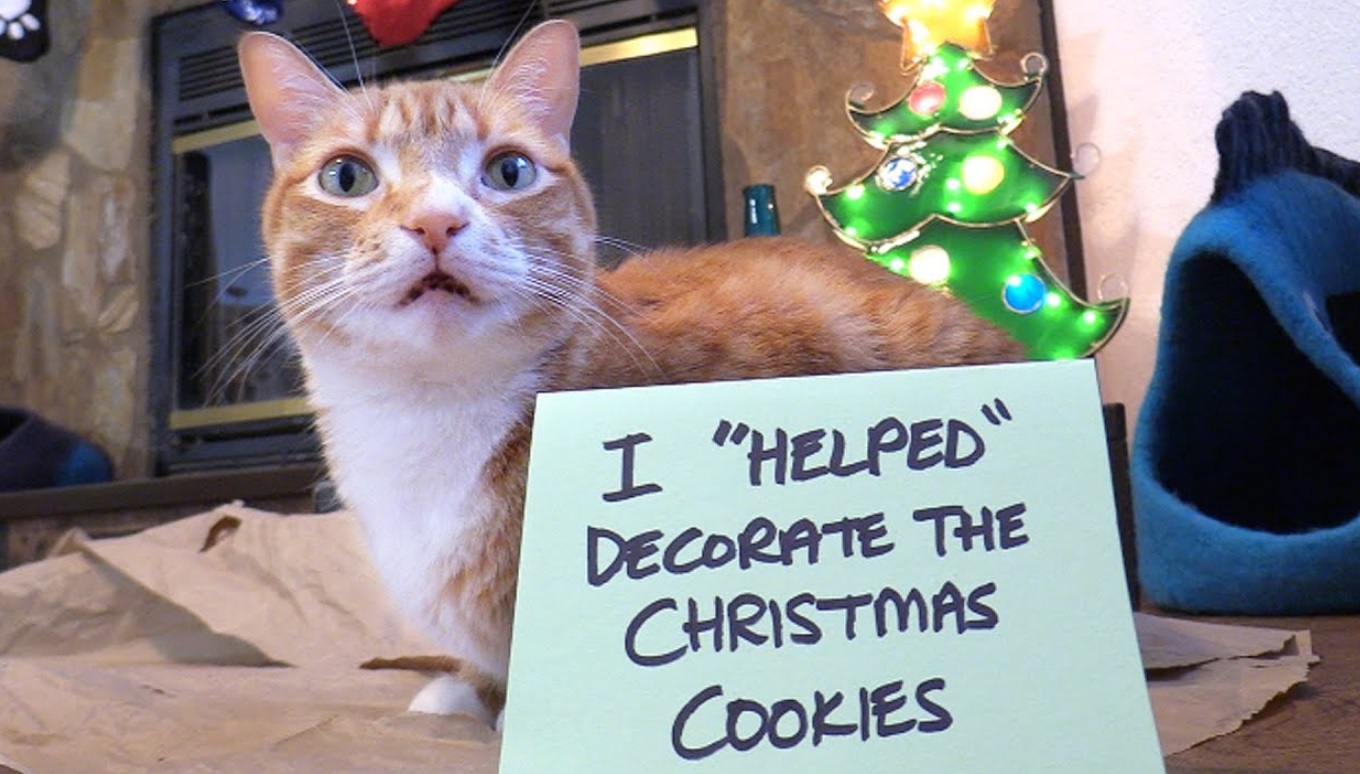 Cat Shaming - Christmas Edition