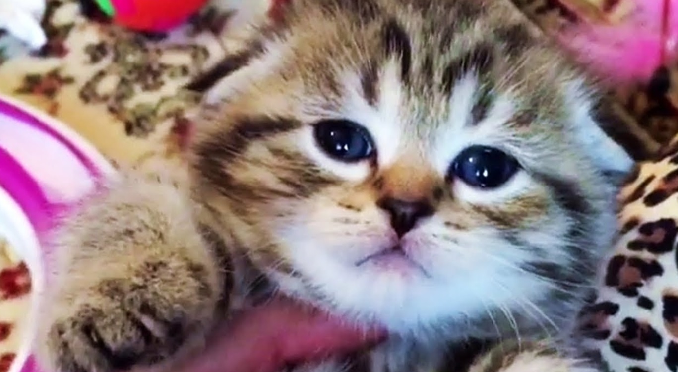 Cute Chubby Foster Kitten