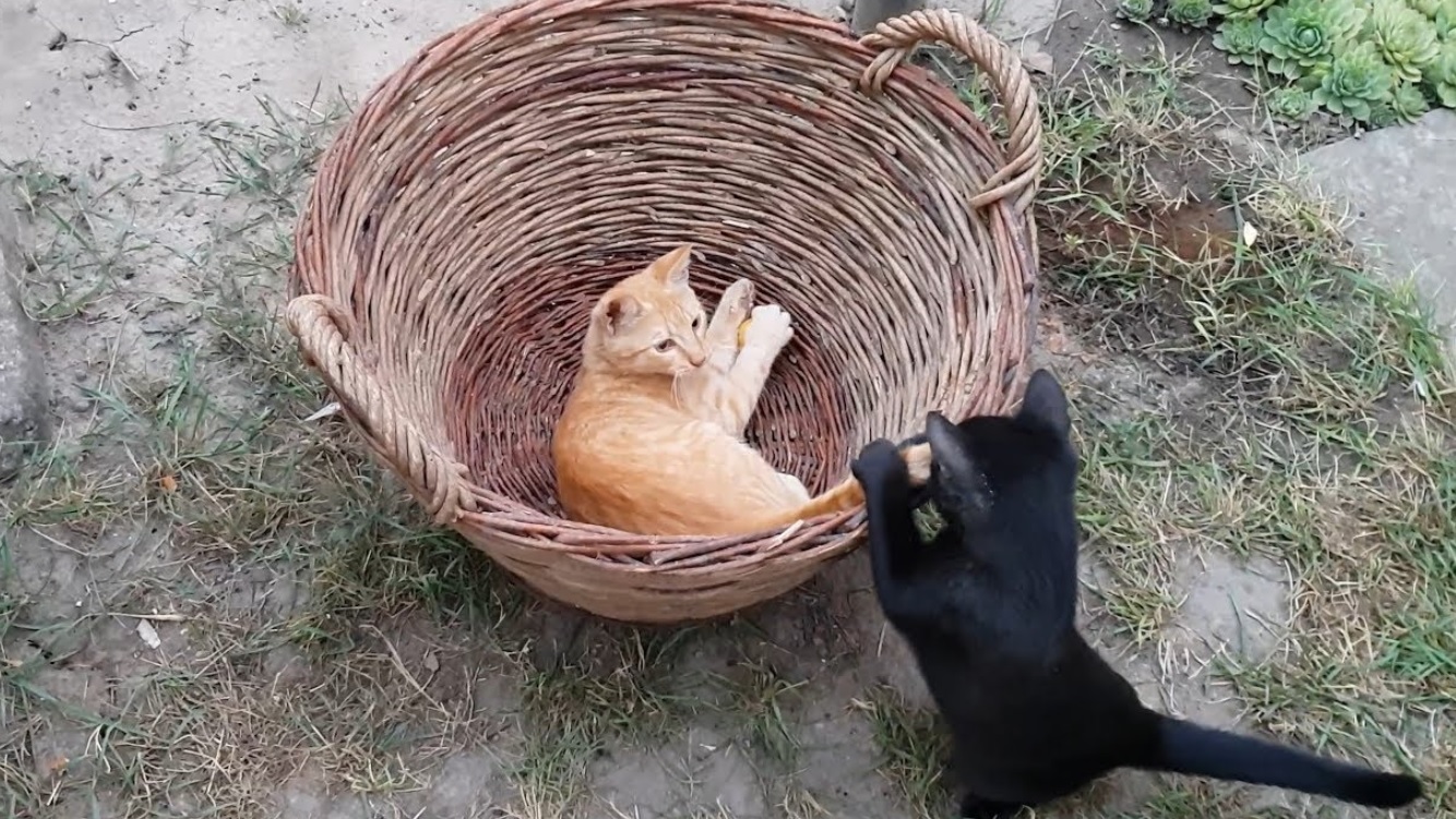 Kittens Playing In The Basket