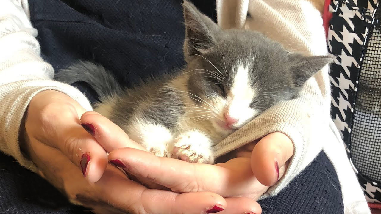 Being blind didn't stop Ethel from being a fierce and playful kitten