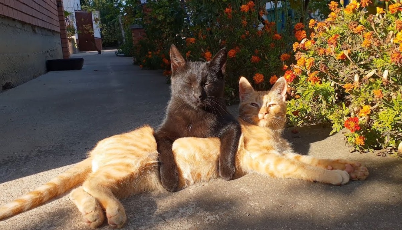 Kittens Enjoy Some Sun