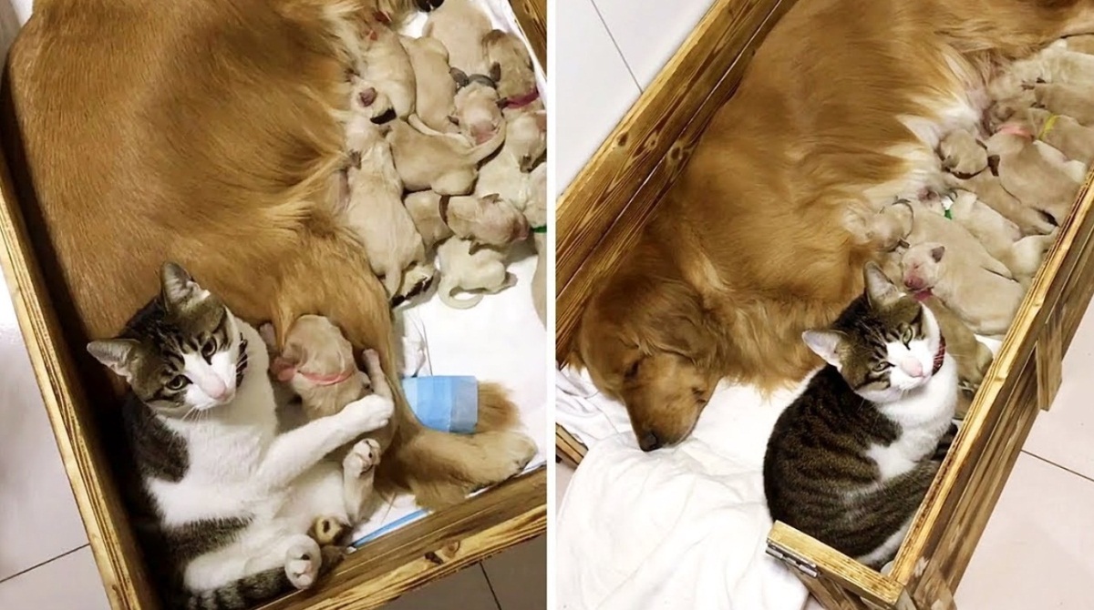 Cat Comforting Newborn Puppies