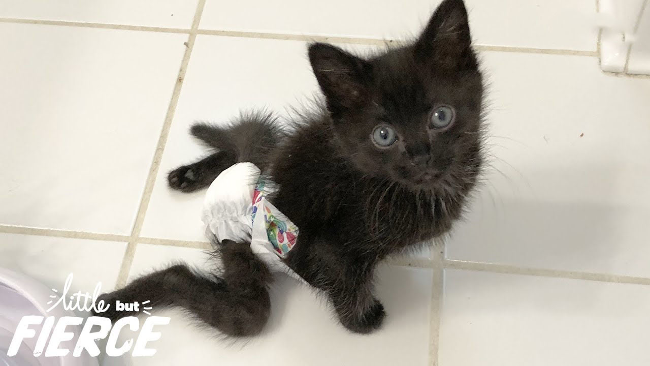 Vets said this paralyzed kitten should be put down...