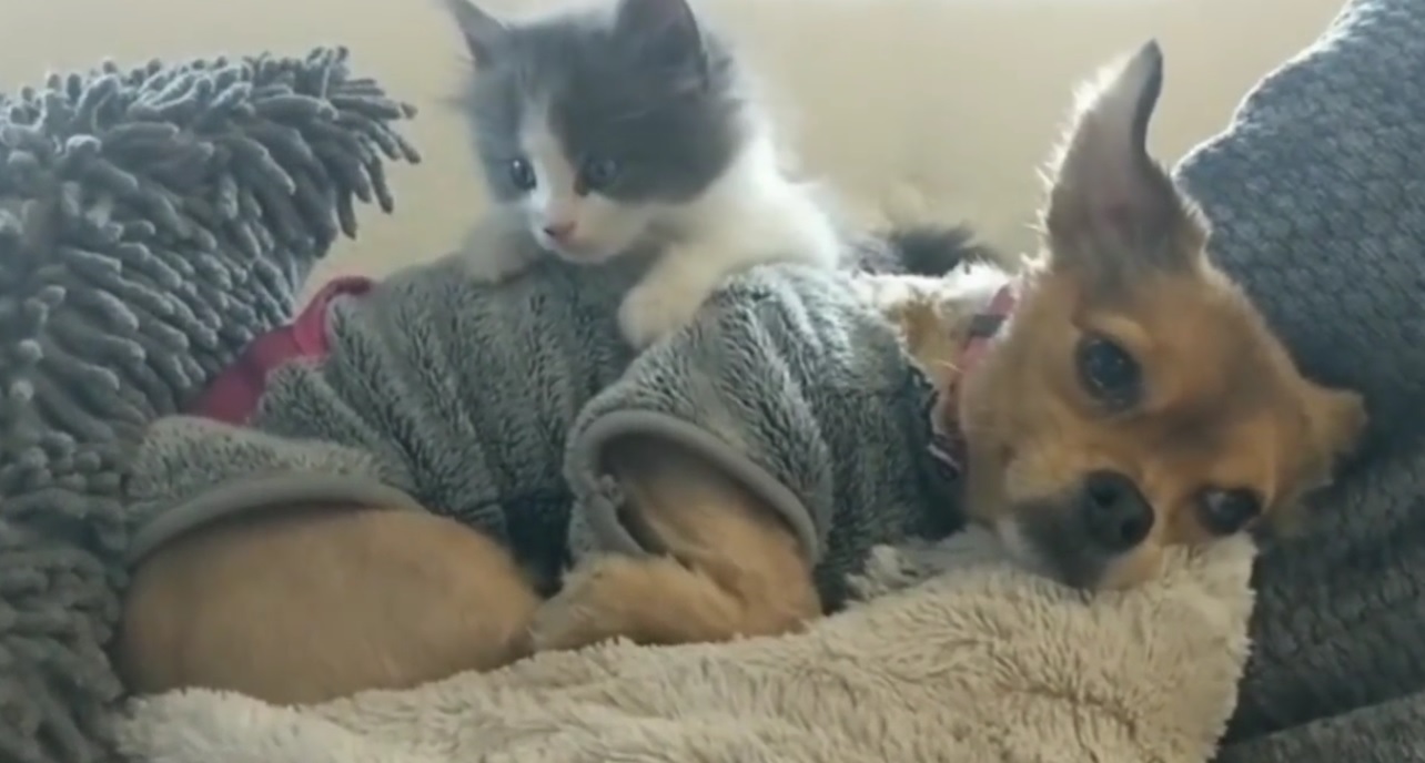 Foster Kitten Loves Her Friend