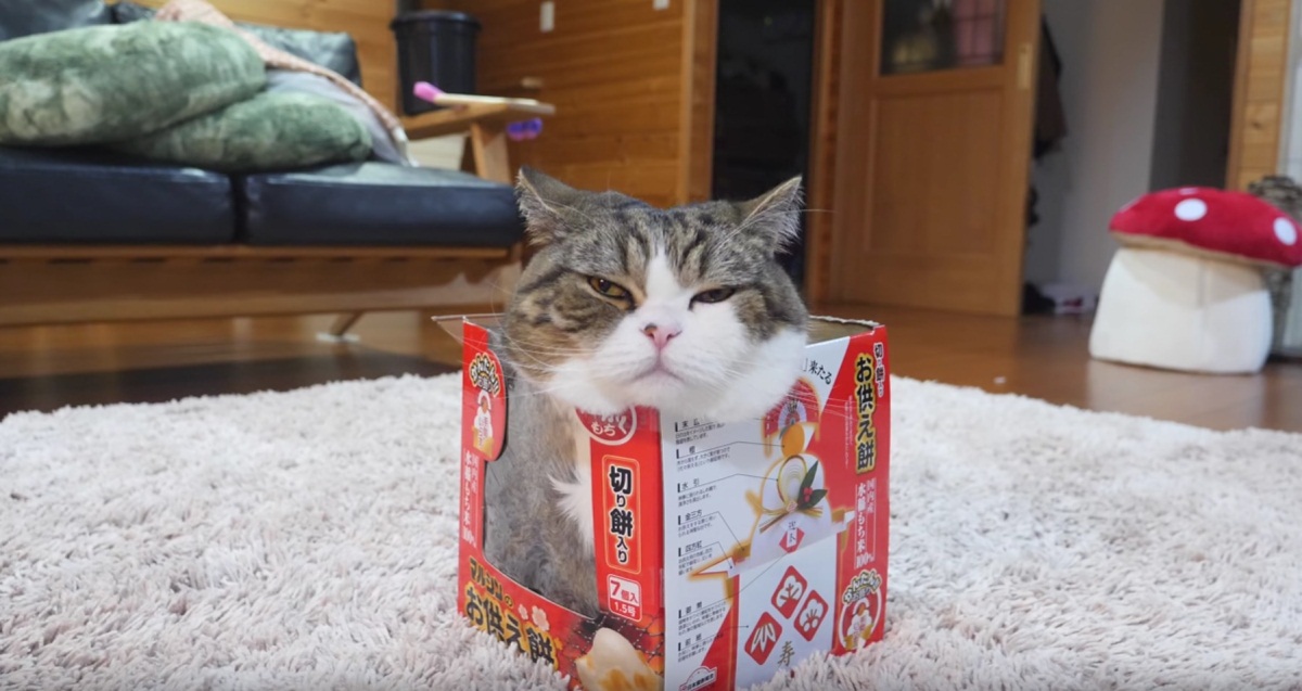 Maru Loves His Box