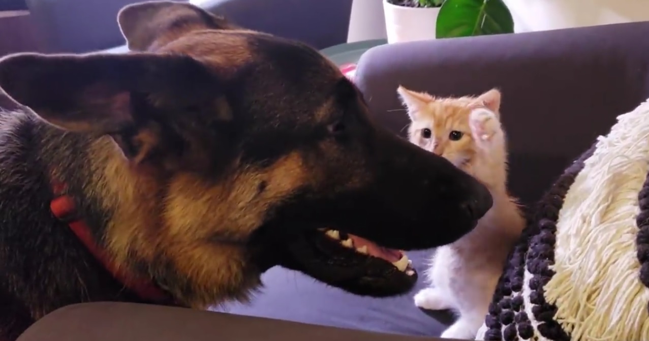German Sheppard And Kitten Become Best Friends