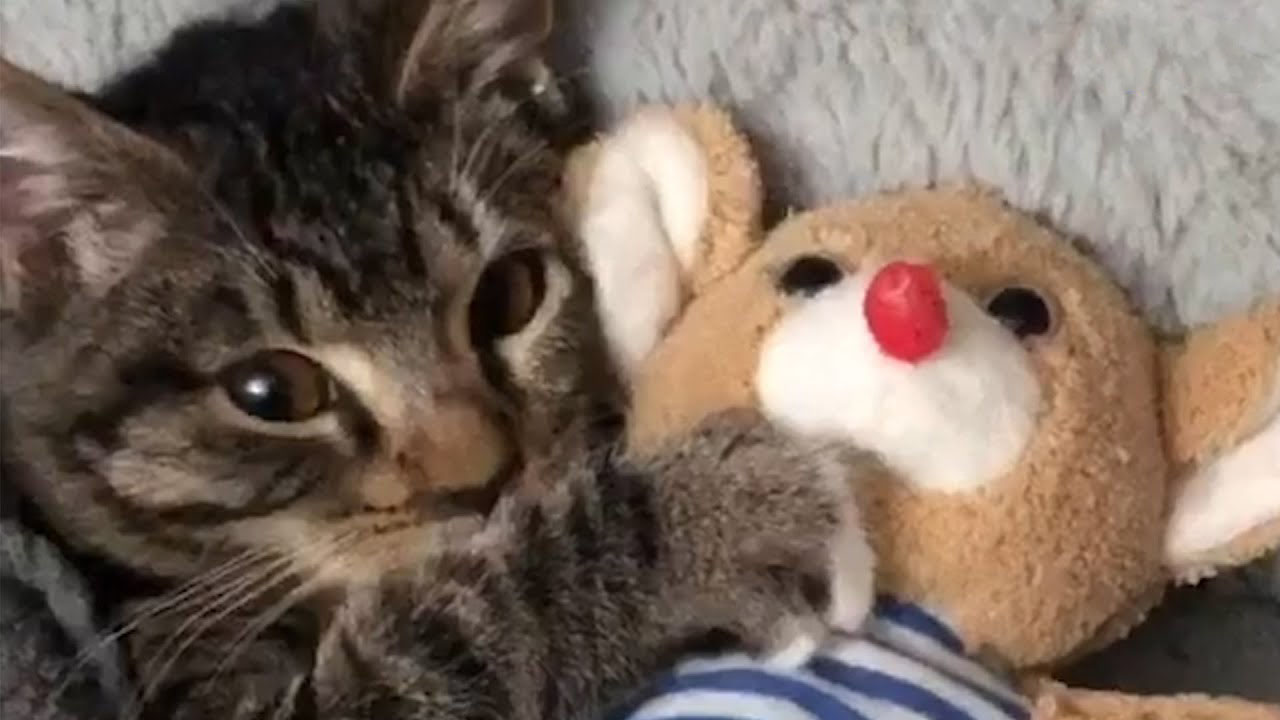 A kitten's bedtime routine