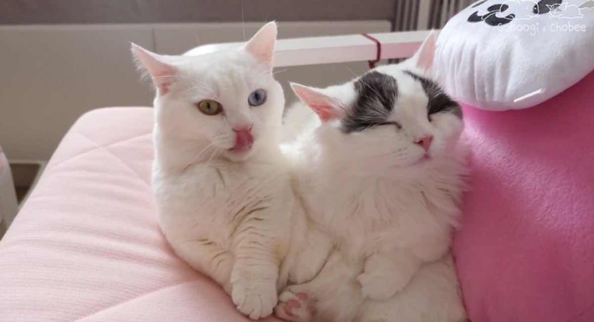 Bonded Cats Relaxing Together