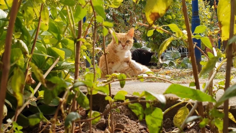 Relaxing In The Garden