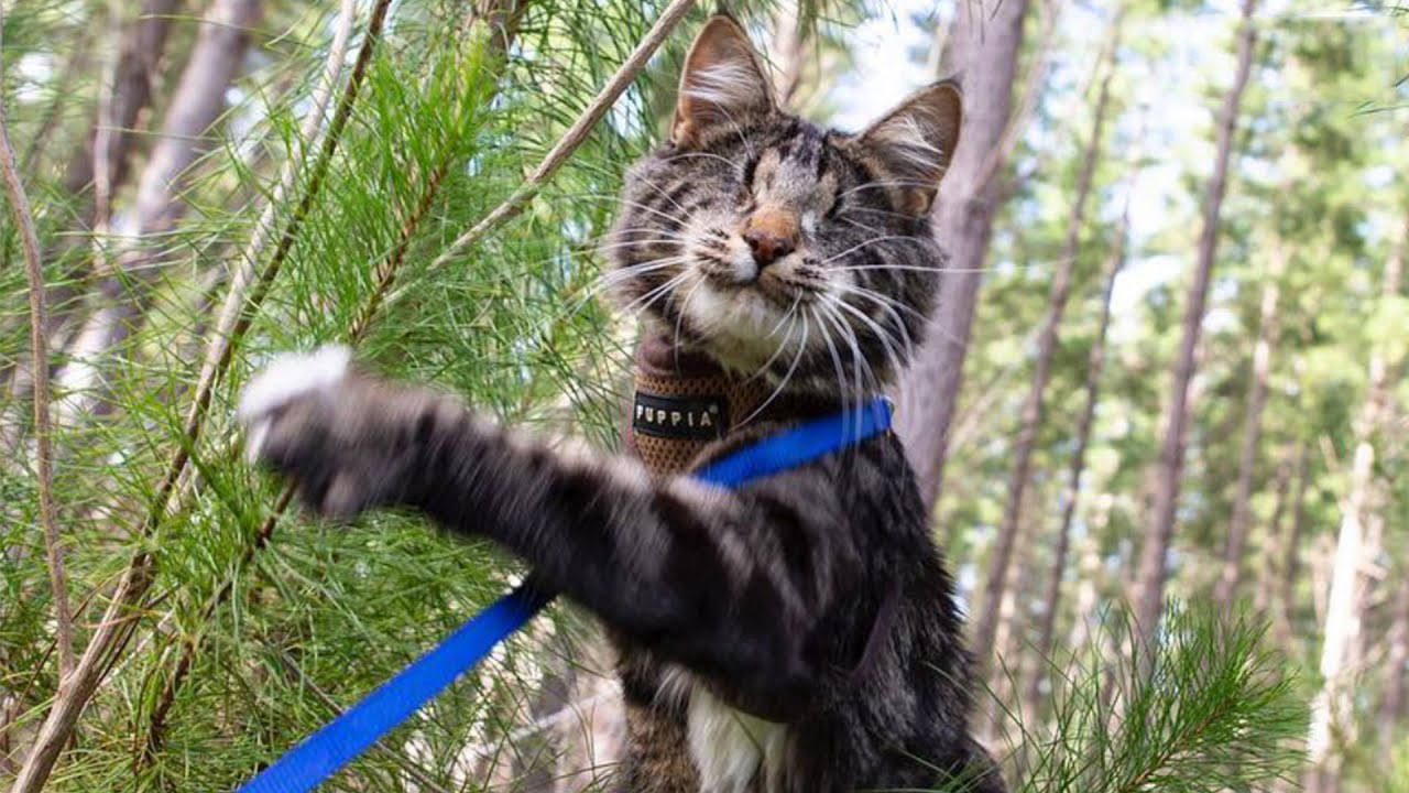 Being blind won't stop this kitty from exploring the world